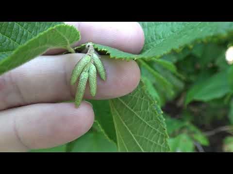 Identifying American hazelnut