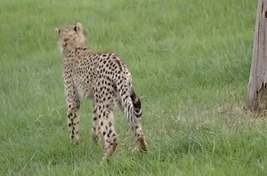 He's 7 months old now, and practicing his best cheetah moves on his best friend. Ruuxa the cheetah is getting bigger than Raina the Rhodesian ridgeback now, but the dog is still the dominant partner in this constant pair being raised together. San Diego Zoo Safari Park now lets them play leash-free in the play area and shot this video for us today. Instinct kicks in as the cheetah tries to knock the dog's legs out from under her, with different degrees of success. It's all fun and lets both anim