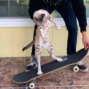 49 reactions · 12 shares | It’s time for another #OffTheWallsChallenge! Anyone and anything can do a manual. You can skate through your living room or bike through the bedroom, but you can also paint it, sculpt it, or even fake it. Just don’t forget to follow social distancing guidelines! So grab your phone and capture your best clip for the Vans Longest Manual Challenge. See full rules and how to enter at vans.com/offthewalls | Vans | Facebook