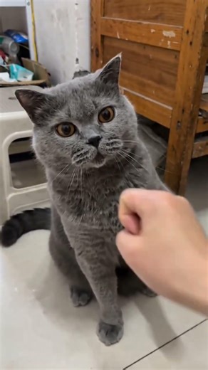 The Kung Fu Velvet: Cat's Lightning Reaction! 🐾 猫咪的隐秘武林