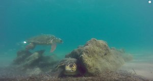 Loggerhead turtles use rocks as cleaning stations