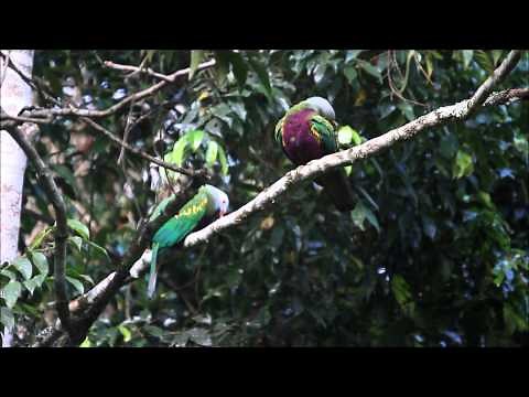 Wompoo Fruit Dove - calling with mate