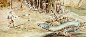 The mysterious freshwater eels of Aotearoa