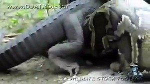 ANACONDA eating whole  CROCODILE ......  unbelievable !!!!!!!!!!!