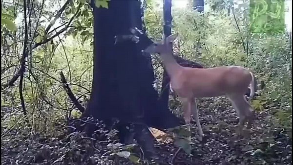 Deer Farting😂. Clip no.2 of new Youtube Video. Check link in bio🔥. #animals #deer #funnyvideo #funnyy #fypシ