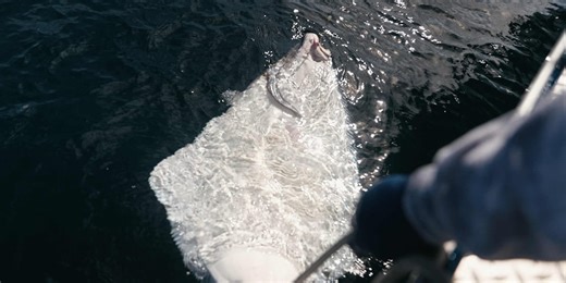 Alaska lawmakers and fishermen challenge halibut proposal as vote comes Thursday