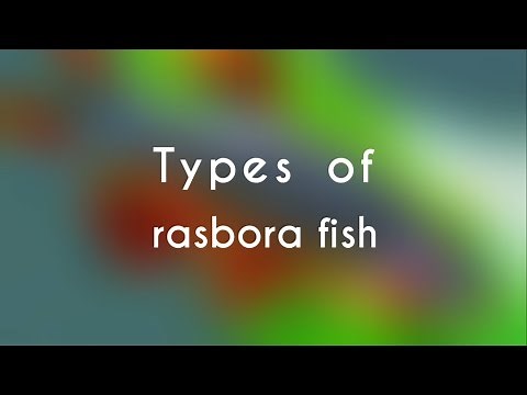 Types of Rasbora Fish
