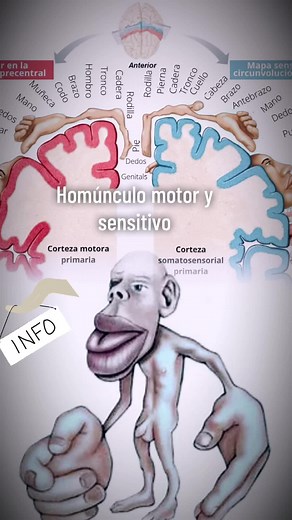 Homúnculo Cortical: Anatomía y Funciones Esenciales