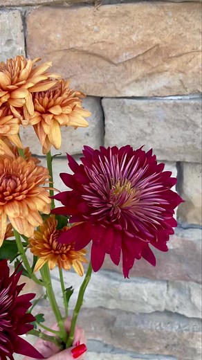 Flower Fact Friday: The Cheerful Chrysanthemum Happy November,...