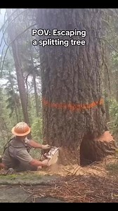 3.1M views · 30K reactions | Time to change his shorts! 勞蝹 | Mike Pihl Logging | Facebook