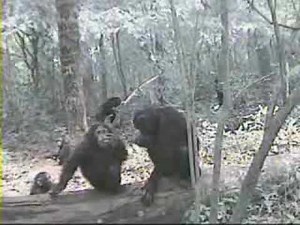 Chimp Tool Use in Budongo Forest: The Sonso Community