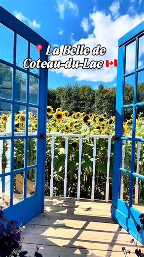 Summer Sunflowers at La Belle de Coteau-du-Lac 🌻🇨🇦 #travel #ahorts #canada #montreal #quebec