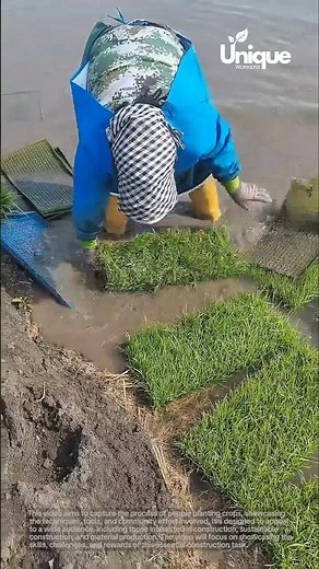 Crops planting for beginners: a simple guide to planting crops