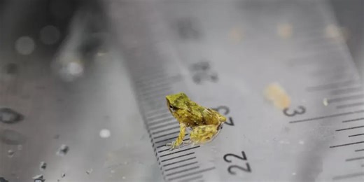 Endangered male frogs 'give birth' to 33 froglets after 7,000-mile journey