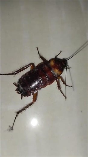 Cockroach (Telapoka) attack at night #cockroach
