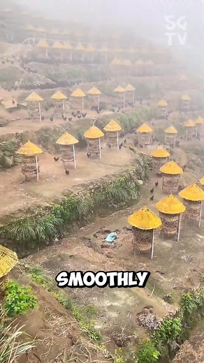 4.9K views · 85 reactions | Beautiful chicken farm built along the mountain terraces | Field to Feast | Facebook