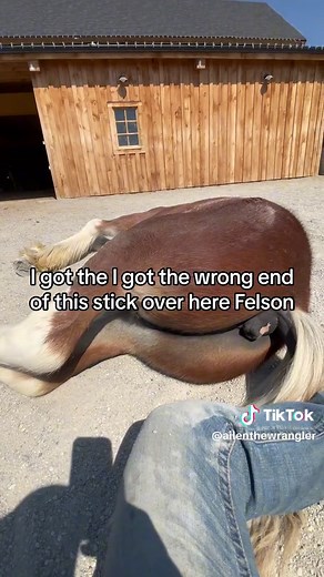 Replying to @L T Far Forest Filson loves to snuggle up right next to you. The @Clydesdale Outpost is a beautiful haven for Clydesdale so that everyone can experience the joy of the clydesdale horse. If your in montana come and visit #clysdalehorse #horses #drafthorse #foal #babyhorses