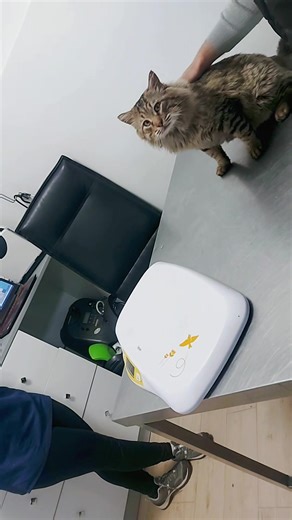 Vaccination des animaux : tout ce qu'il faut savoir