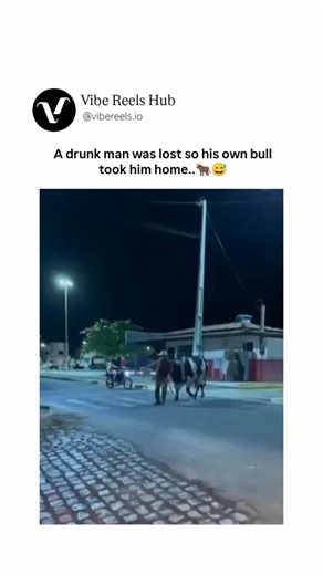 Vibe Reels Hub™ on Instagram: "This bull's playing designated driver for his hammered owner in Brazil Under the dim streetlights of a quiet Brazilian town, where neon signs flicker over betting shops and late-night hangouts, this loyal black-and-white bull named Apollo turns into the ultimate wingman—or should we say horn-man—by literally shoving his stumbling, hat-wearing owner back home after one too many rounds. The guy's weaving like he's dodging invisible potholes on the cobblestone road, c