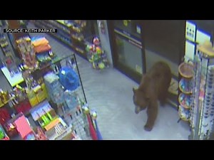 WATCH: Wild Videos Shows Bears Confronting People Inside Kings Beach Stores