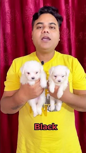 😍 Maltese Puppy For Sale In Delhi