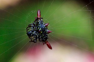 Quick Facts About Spiny Backed Orb Weaver - 🌱 Grower Today