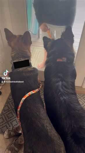 31K views · 1.7K reactions | If everyone watched just one dog head tilt video a day, this world would be a better place. Instant serotonin boost.  | Moose Tries His Best | Facebook