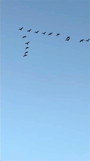 Geese in formation Flight, moon background #cute #nature #wildlife