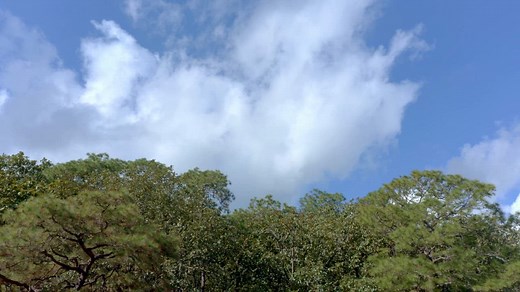 The green canopy of the forest against a blue sky  - Free Stock Video