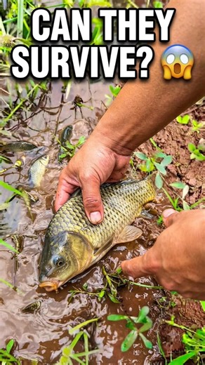 I Rescued Fish Stranded Out From Pond 🐟❤️ | Fish Rescue #shorts