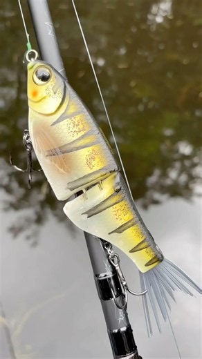 Spro Chad Shad / Daiwa Tatula 200 / 7’9 Heavy Swimbait Rod