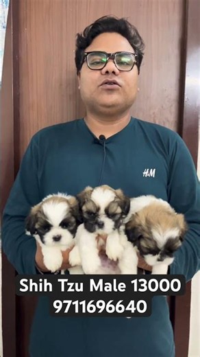 Extraordinary Quality Shih Tzu Puppy Available #puppy #dog #pets #shihtzupuppy #shihtzudogs