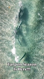 Tarpon Season Is Here!!! We are getting a lot of great reports that the Tarpon are migrating north and hitting throughout the Florida coast. @delraydroneshots capturing an insane video of a big breeding female Tarpon with 6 smaller males chasing behind. Seems that every time we target the lead larger fish one of the smaller males will charge forwards and snake the live bait. Feels like we are gambling every time we go fishing and maybe just this time will hit the jackpot. | FishingPiers.Info
