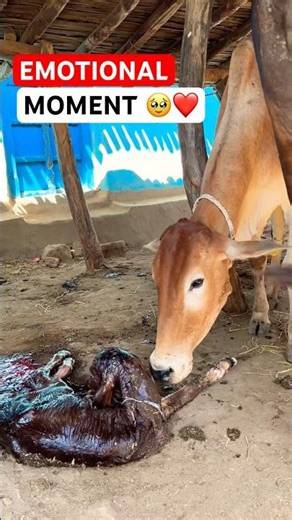 Dairy Farming India | Mother Cow Caring For New Born Calf #newborncalf #villagelife