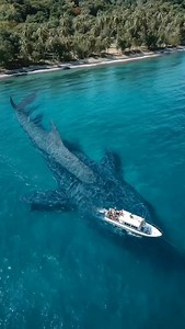 What Is the Colossal Creature Passing Beneath the Boat? 🎬 Description On the emerald ocean, a small boat sails slowly and peacefully. But beneath its calm voyage, a colossal sea monster glides silently, casting its massive shadow over the vessel. Unseen by those above, it creates a breathtaking and terrifying moment as the boat unknowingly crosses paths with the mysterious giant of the deep. #SeaCreatures #MarineLife #DeepSeaCreatures #OceanMonsters #DeepSeaHorrors #OceanAliens #MysteriousMarin