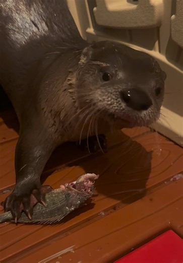 This is how Pip rang in the New Year…she sure loves her fish! Happy New Year everyone and thanks for supporting Miss Pip! #otter #newyear #trending #freefire #friends