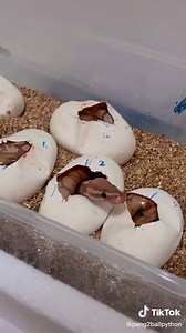 🥰歡迎各位小可愛們來到這個世界🥰#球蟒 #ballpython