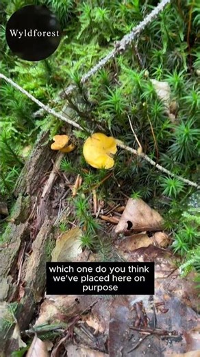 🍄 True vs False Chanterelle - don’t confuse them.