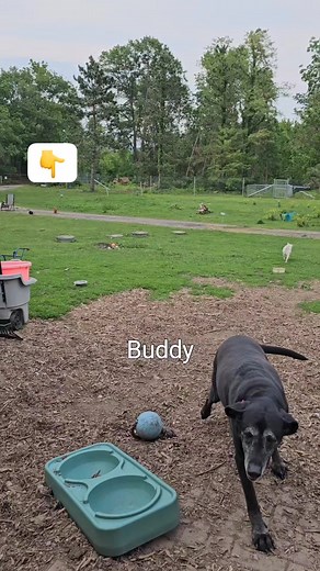 Here we go again. Have you ever seen a dog swear with his face? 🤬 #emotionalrescuedogs #love | Emotional Rescue LLC