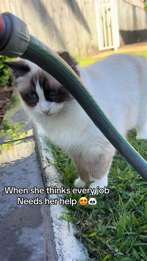 My little panda helper 🐼🩷