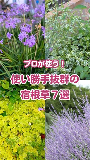 【丈夫で育てやすい】庭づくりで使い勝手抜群の宿根草７選