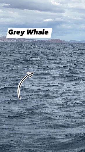 Being this close to a giant grey whale was so amazing. I’ve always loved whales and this one was swimming right next to our raft. Such majestic animals #whale #ocean | Eric Dodge