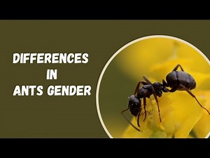 The Differences Between Male and Female Ants