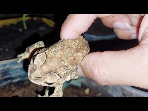 Catch Toad at home #toad #funny #funnytoad