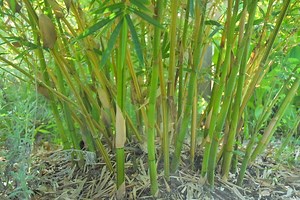 Islip Notebook: Town Looks To Limit Bamboo Growth