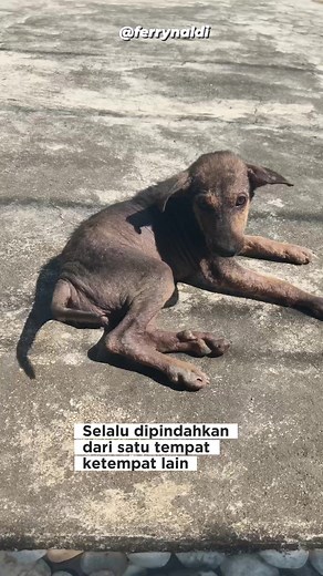 15K views · 1.5K reactions | Nemo part 2 Sudah sering kali di buang karena orang tidak menyukai nya bahkan sering dilempar dan ditendang, dia datang ke tempat ini seolah mengemis berharap ada orang yg mau menyayangi nya  Nemo 25 hari di shelter dia tumbuh dan berlari dengan kasih sayang.. #catlover #doglover #reels #puppy #nemo #part2 #abandonedpuppy #semuaorang #teman #sorotan | Ferry Naldi | Facebook