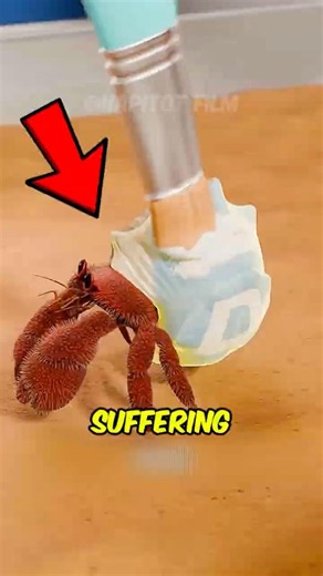 Hermit Crabs Die Early ‼️😱