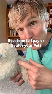 62K views · 862 reactions | When should you Spay or Neuter your dog? #spay #spayandneuter #neuter #dogspay #dogneuter | Daily Pet Tips | Facebook