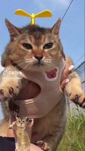 Mei Mei the Cat: Love and Playful Moments