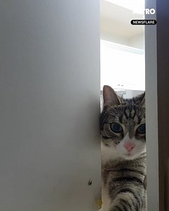 51K views · 353 reactions | All cat owners need a hidden camera in a kitchen cabinet | Metro | Facebook